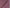 LTL 09/T3-23173 Dark Mauve Linen Pants Fabric