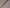 LTL 22/T3-23186 Taupe Linen Suit Fabric