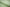 P-684/5862 Fine Cotton Textured Mint Green Shirting Fabric