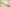 P-685/5863 Fine Cotton Textured Light Yellow Shirting Fabric