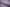 P-693/5681 Fine Cotton Texture-Light Violet Shirting Fabric