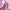 RBS 139 Pink Check Super Fine 2-ply Cotton Shirting Fabric