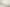 T-502/5697 Fine Cotton Twill Cream Shirting Fabric
