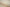 T-675/5804 Fine Cotton Cream Texture Shirting Fabric